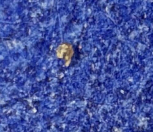 Varied Carpet Beetle