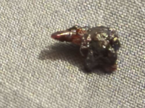 Ant Head (presumed)