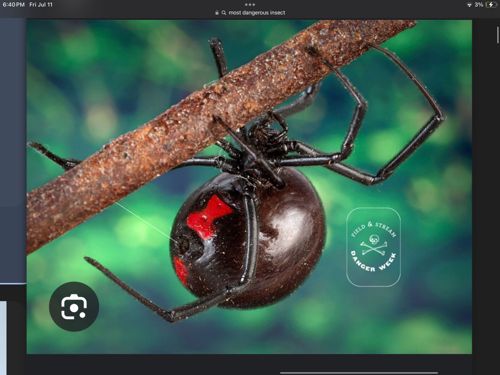Southern Black Widow