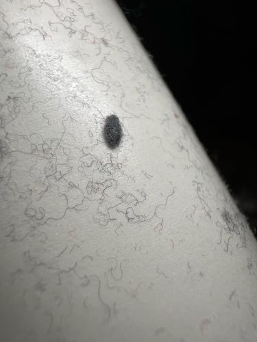 Carpet beetle larva