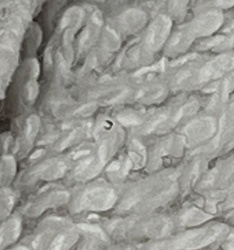 Carpet Beetle Larva (possibly Black Carpet Beetle or Varied Carpet Beetle)