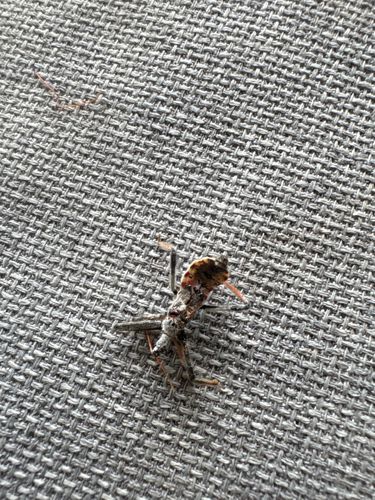 Dirt-carrying assassin bug (or Masked Hunter nymph)