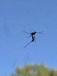 Crane Fly (likely a male)