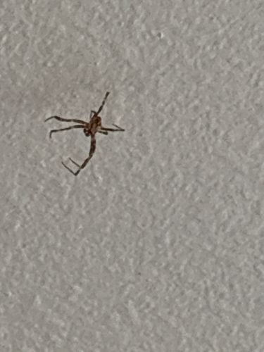 Cellar Spider (or Daddy Long Legs)