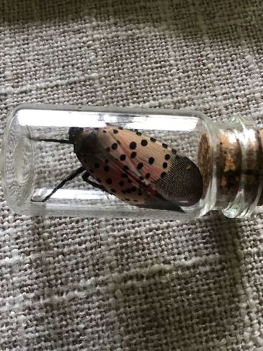 Spotted Lanternfly