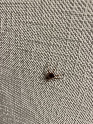 Brown Recluse Spider