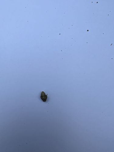 Carpet Beetle (likely Varied Carpet Beetle or Black Carpet Beetle larva)