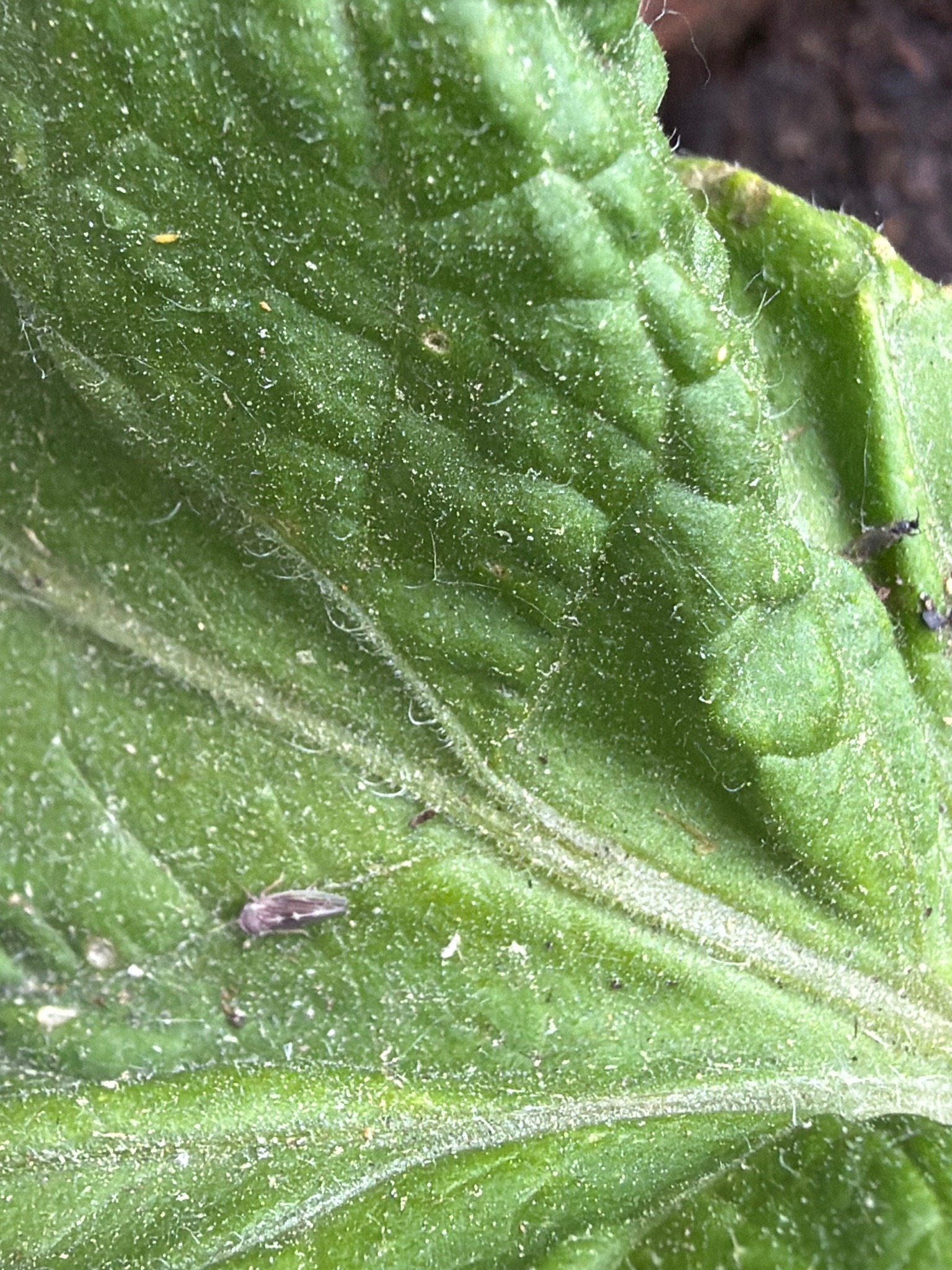 Leafhopper