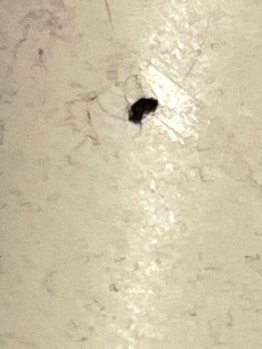 Unidentifiable insect/debris