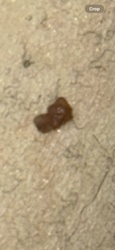 It is not possible to identify an insect from the provided image. The image is too blurry and the object is indistinct. It appears to be a small, dark, irregular clump, possibly debris or waste product, rather than a recognizable insect.