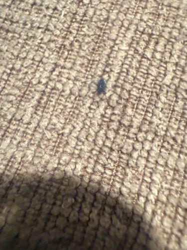 Carpet Beetle (Larva)