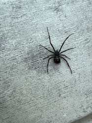 Southern Black Widow Spider