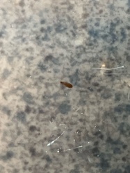 Fungus Gnat