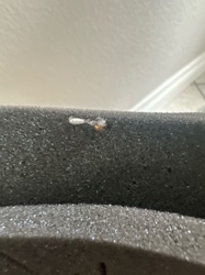 Carpet Beetle (likely Varied Carpet Beetle or Black Carpet Beetle larva)