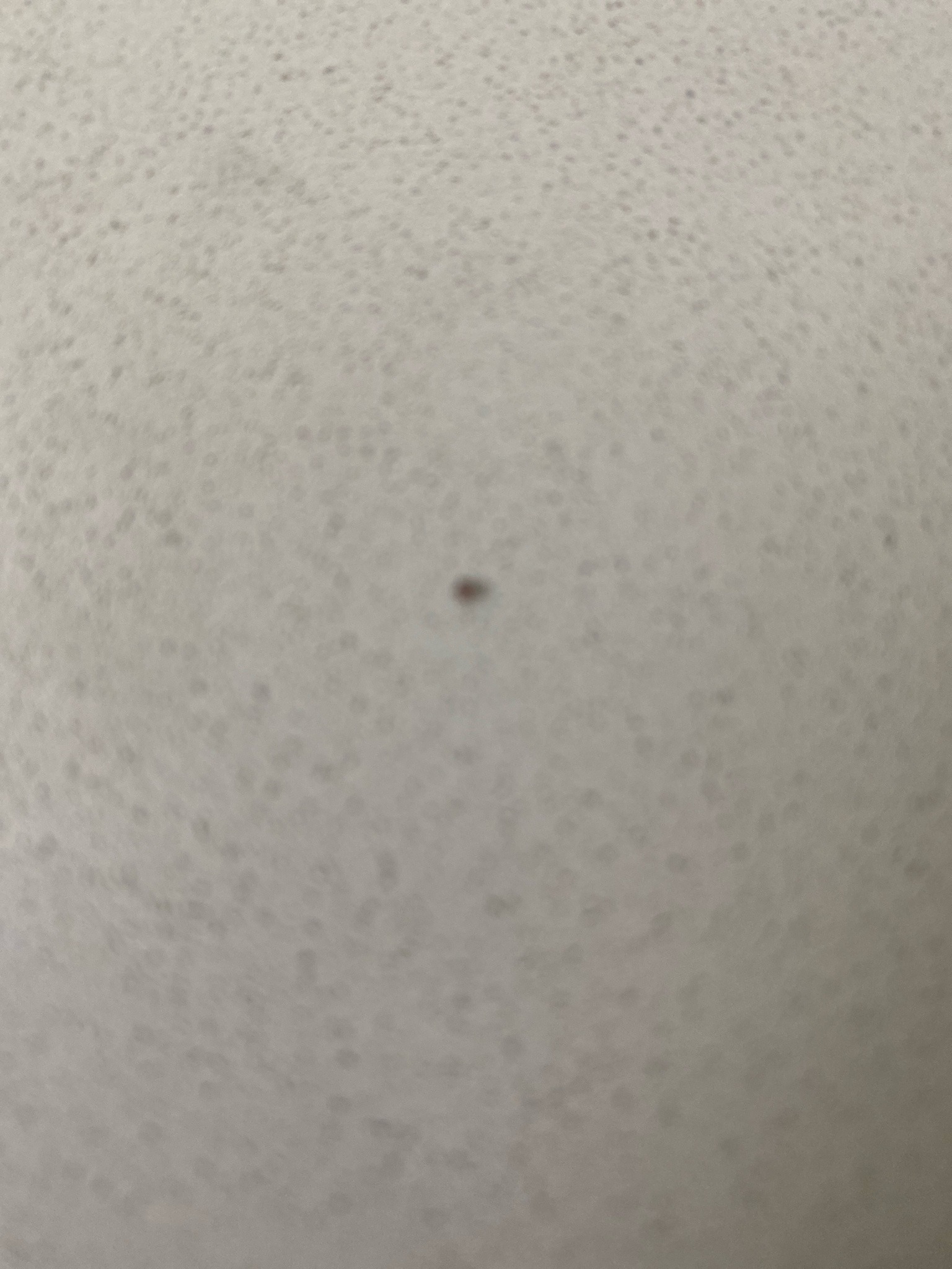 Bird Mite