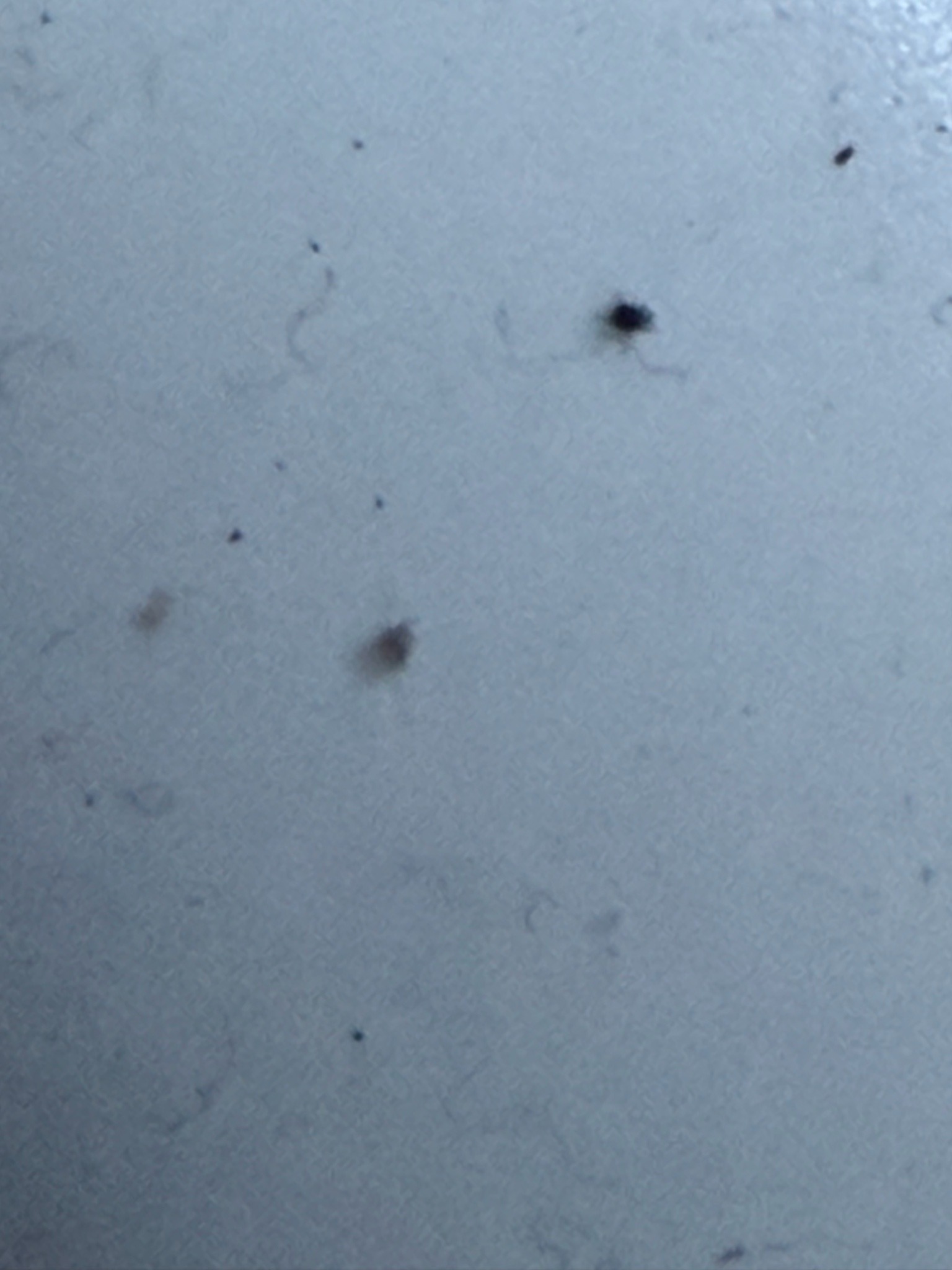 Bird Mite