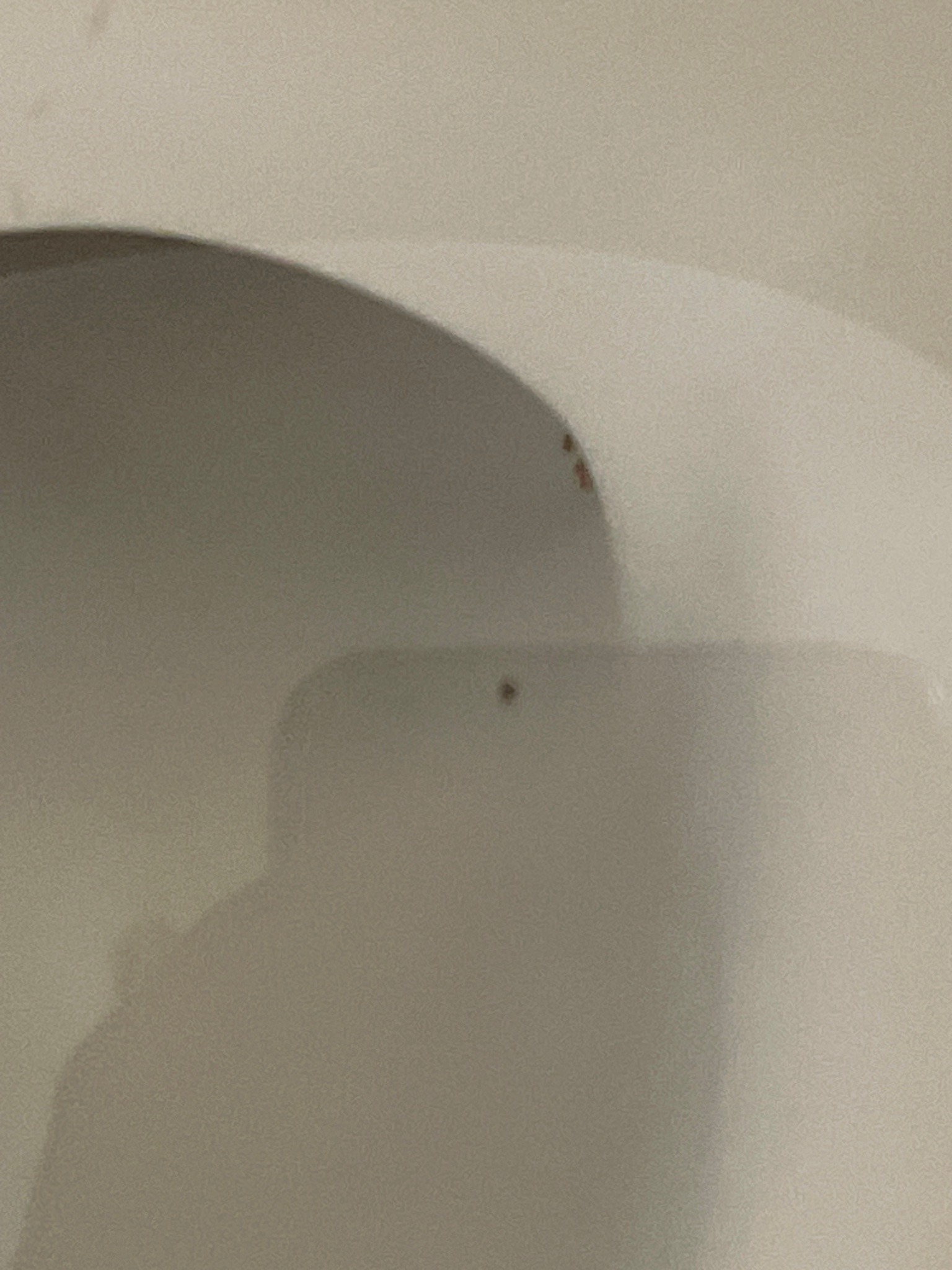 Bird Mite (or Rodent Mite)
