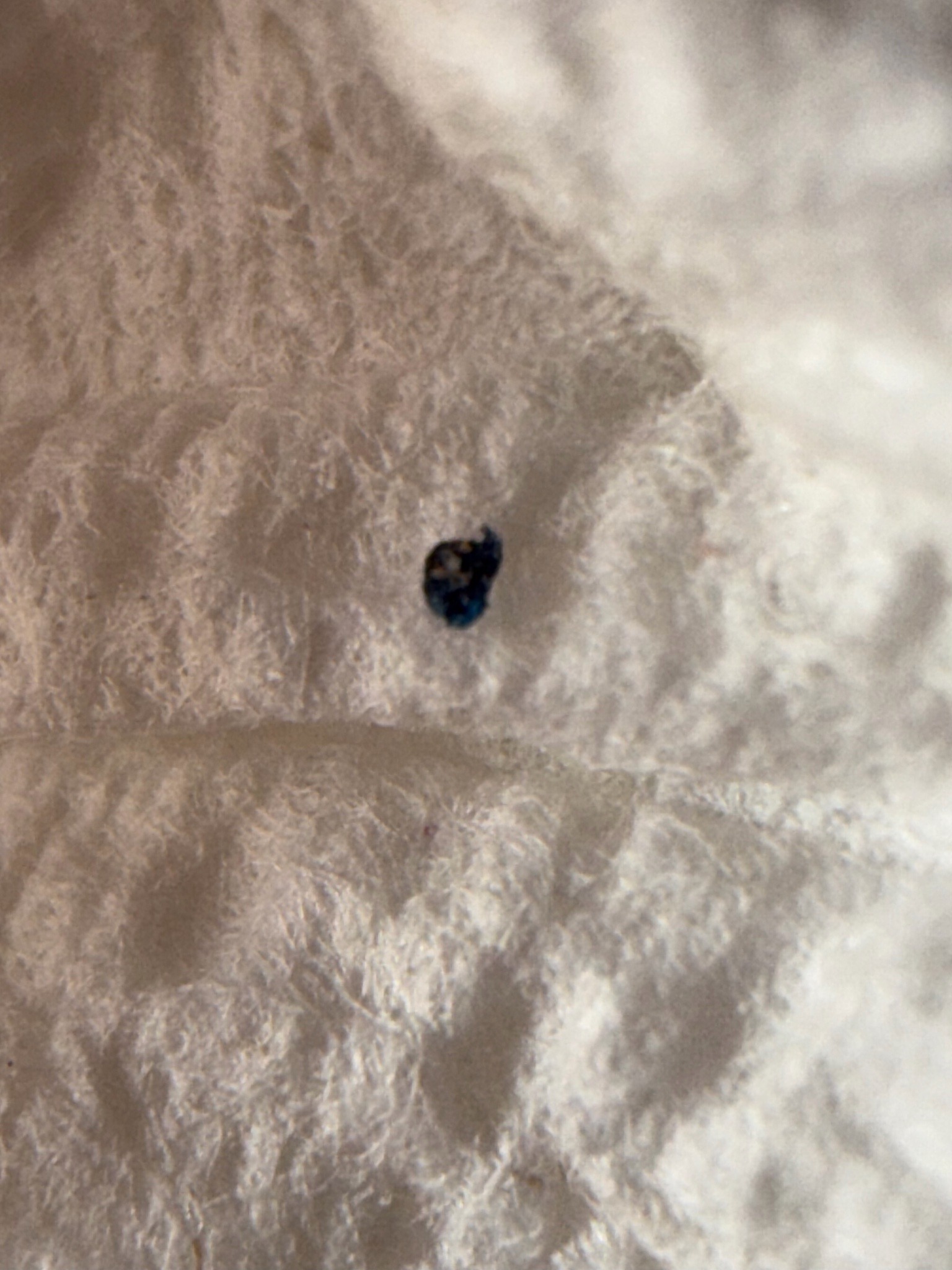 Bird Nest Carpet Beetle