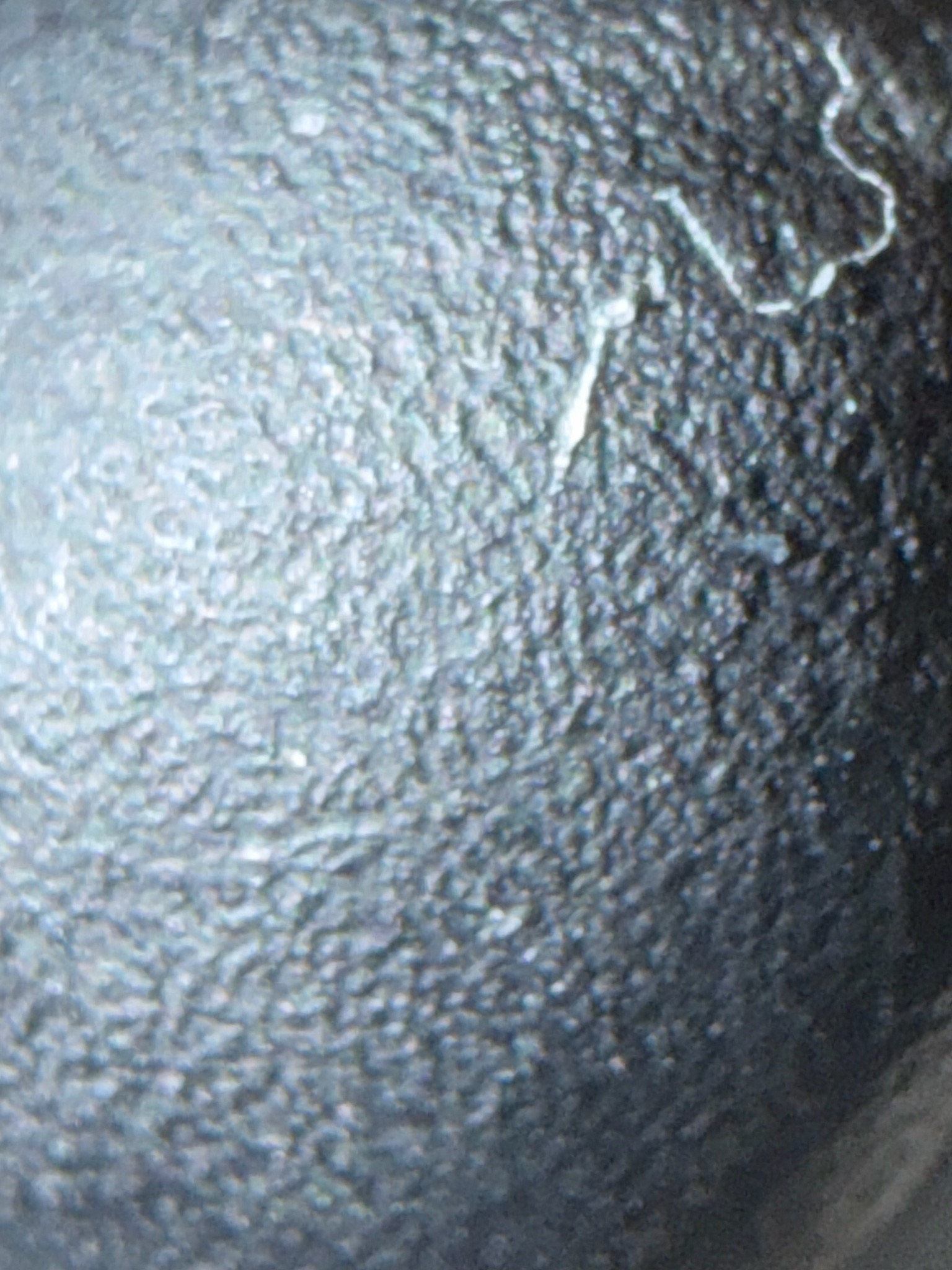 Bird poo spider (specifically showing silk/markings on a dark substrate)