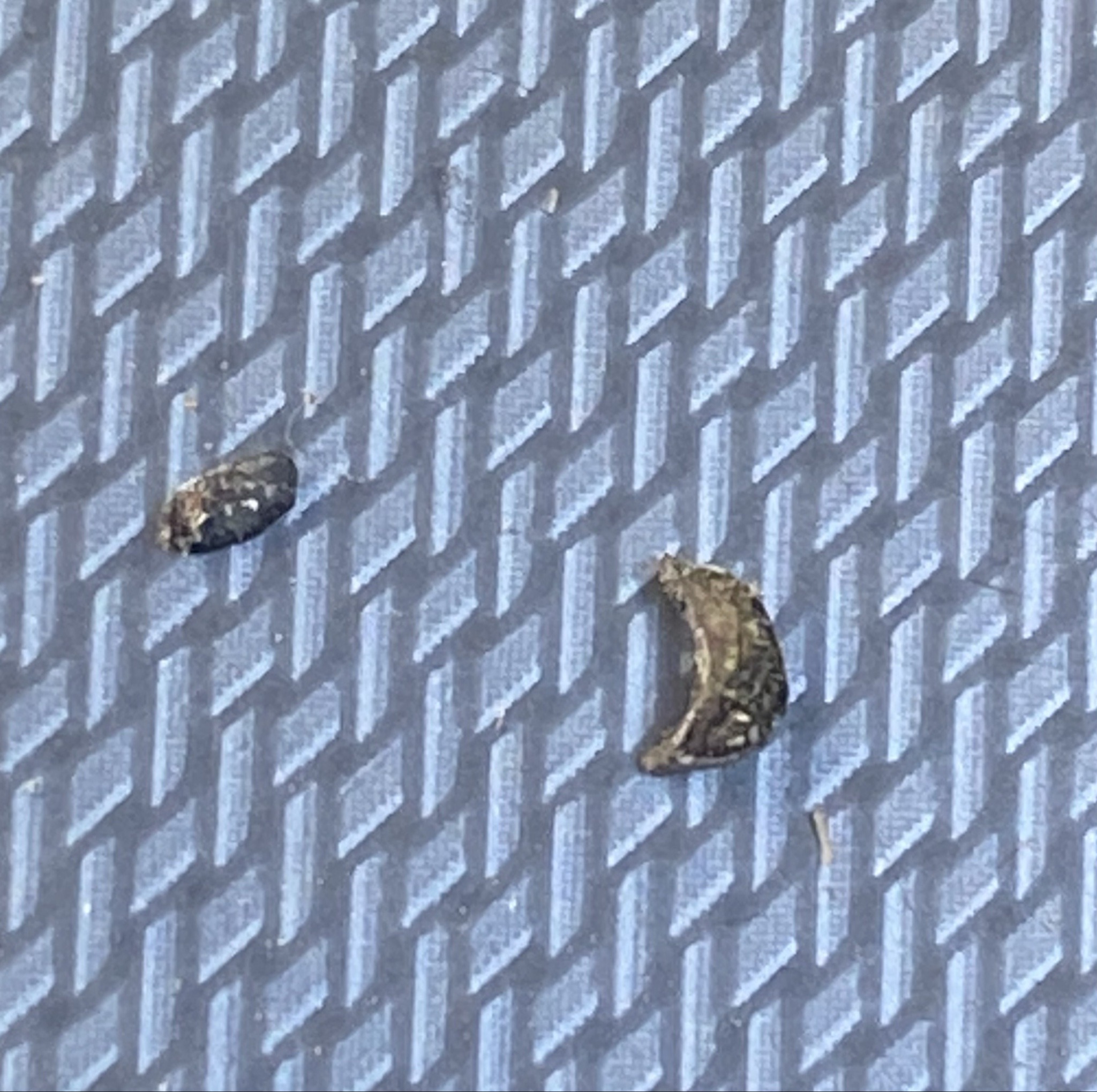 Bird Poop Weevil