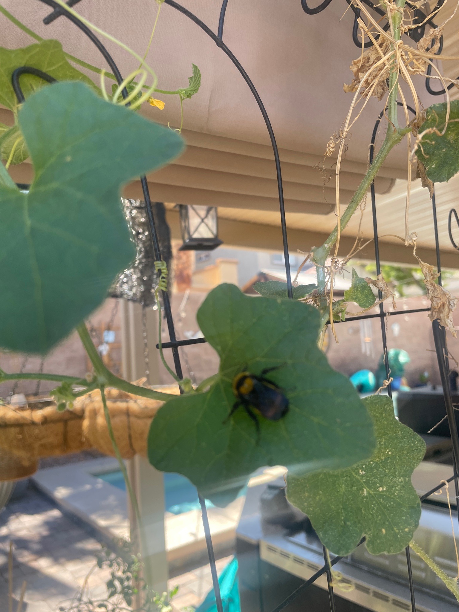 Black-and-yellow cucumber beetle
