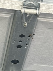 Black and Yellow Mud Dauber