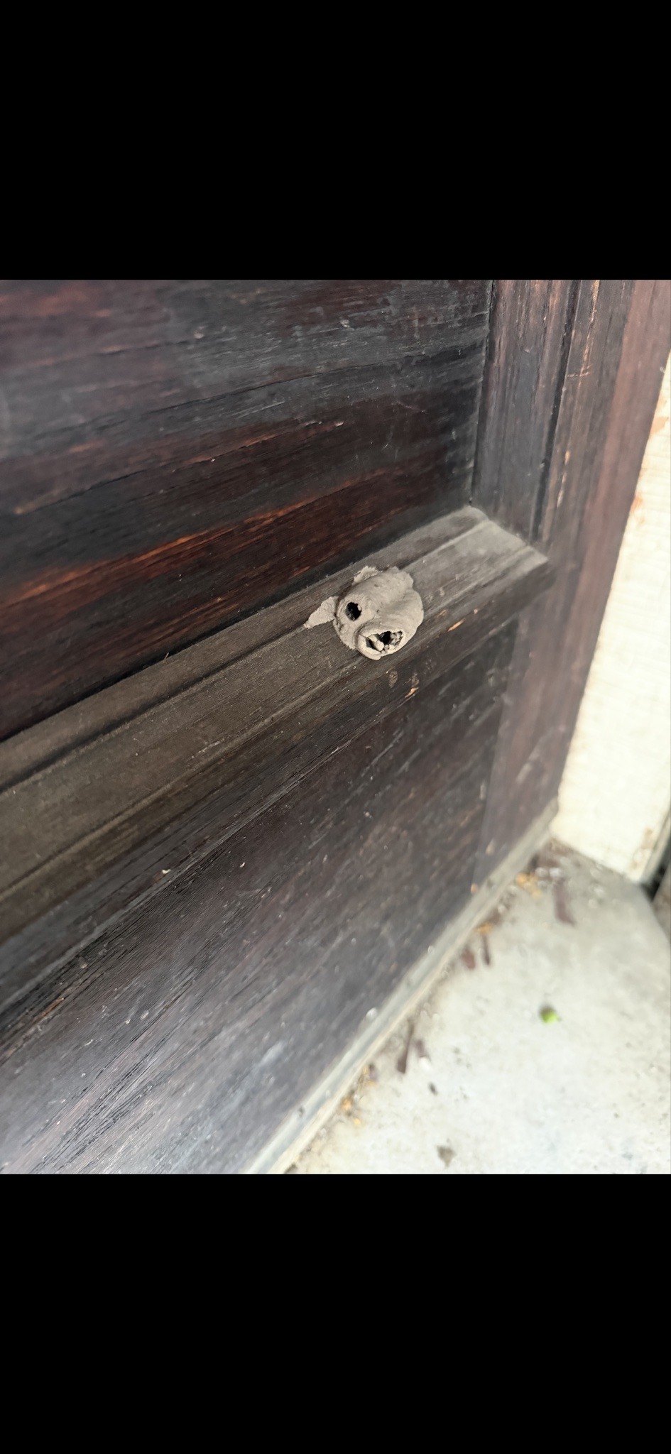 Black and Yellow Mud Dauber (Nest)