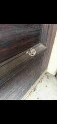 Black and Yellow Mud Dauber (Nest)