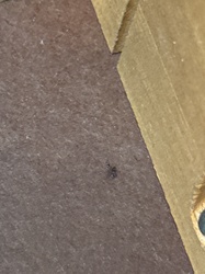 Black Ant