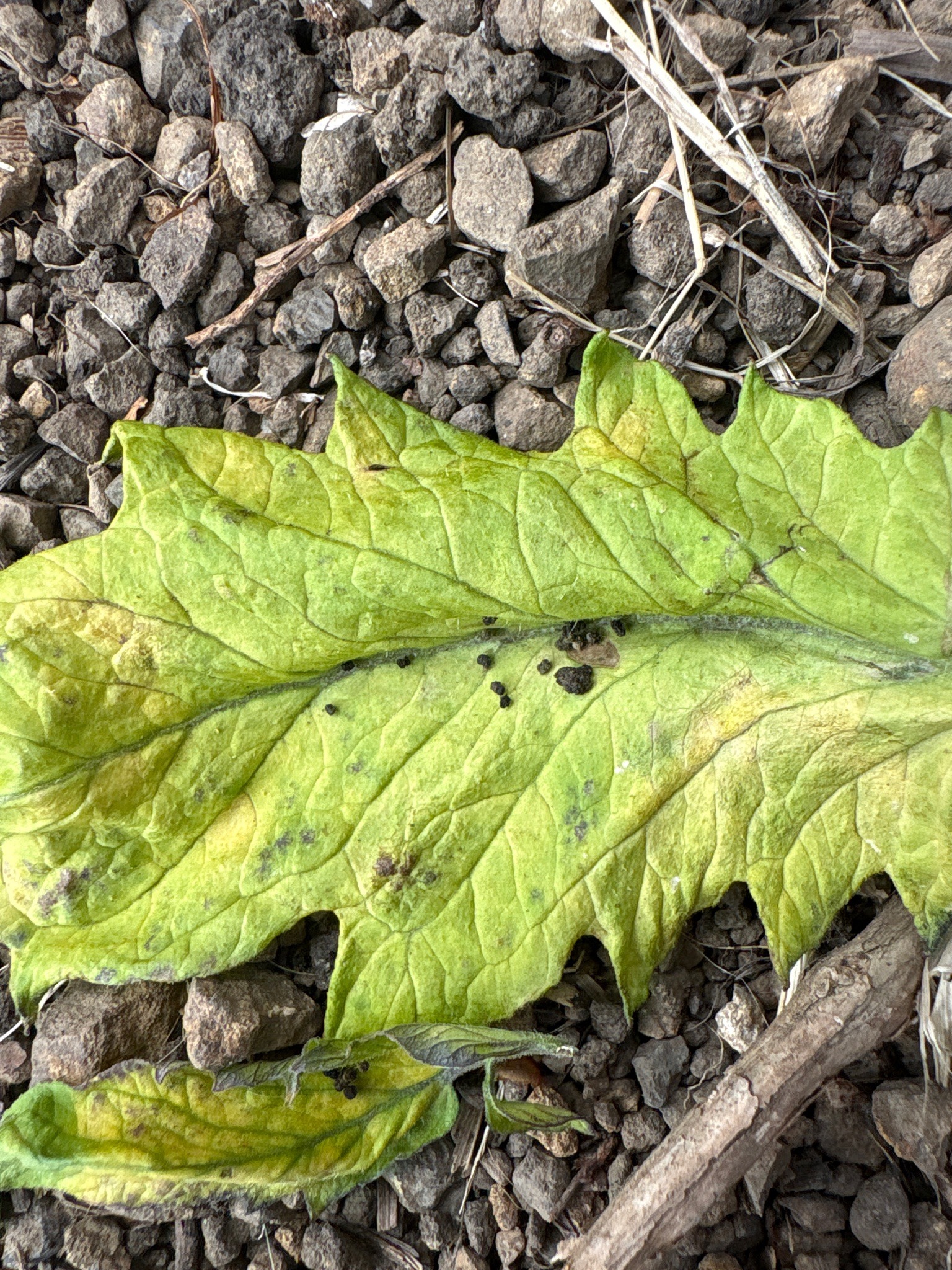 Black bean aphid (likely)