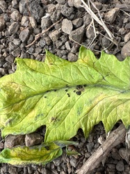 Black bean aphid (likely)