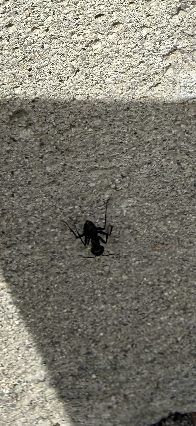 Black Carpenter Ant