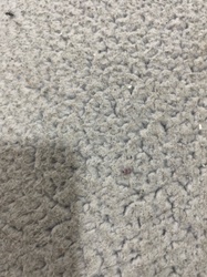 Black Carpenter Ant (likely worker)