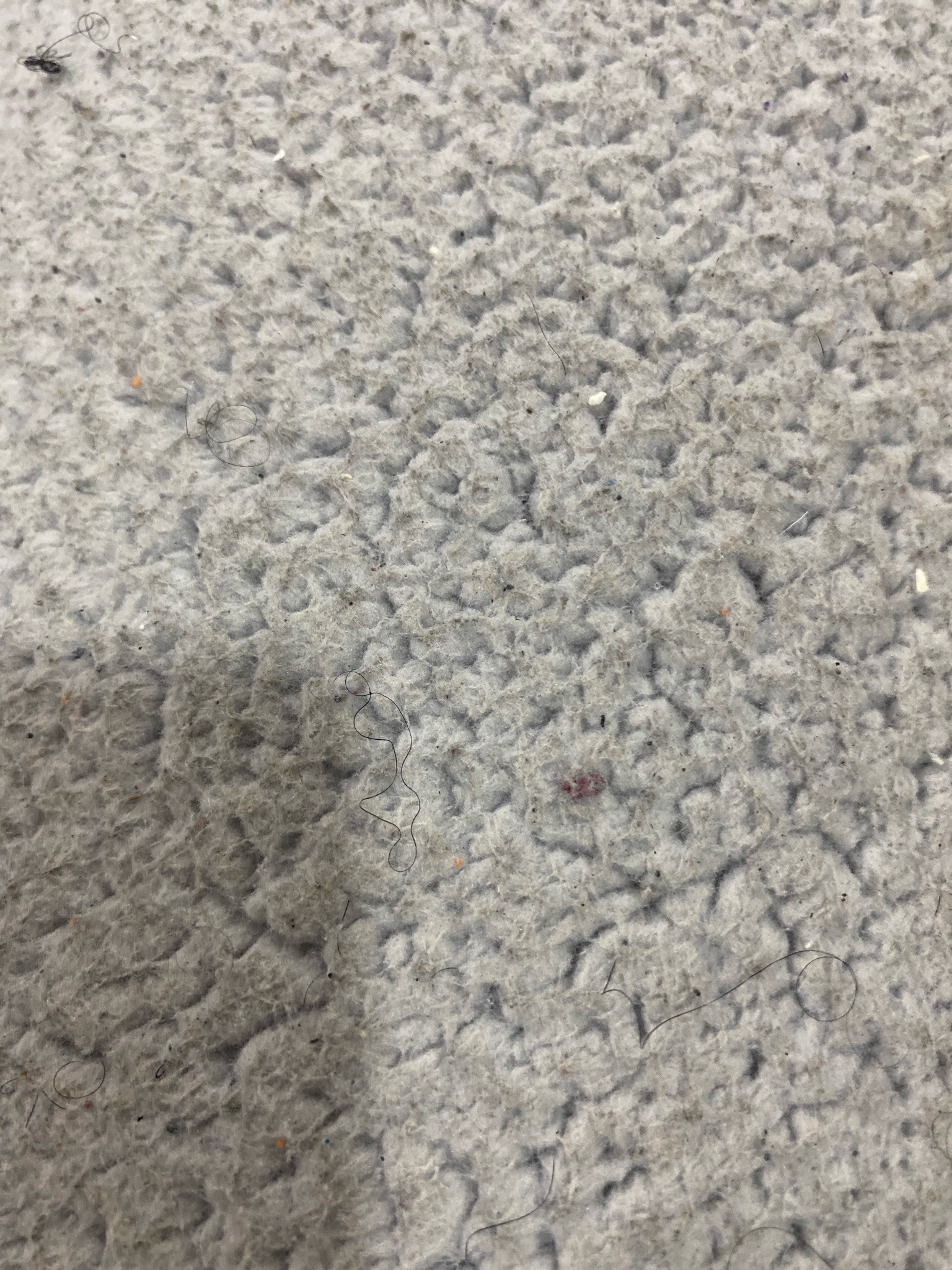 Black Carpenter Ant (likely worker)