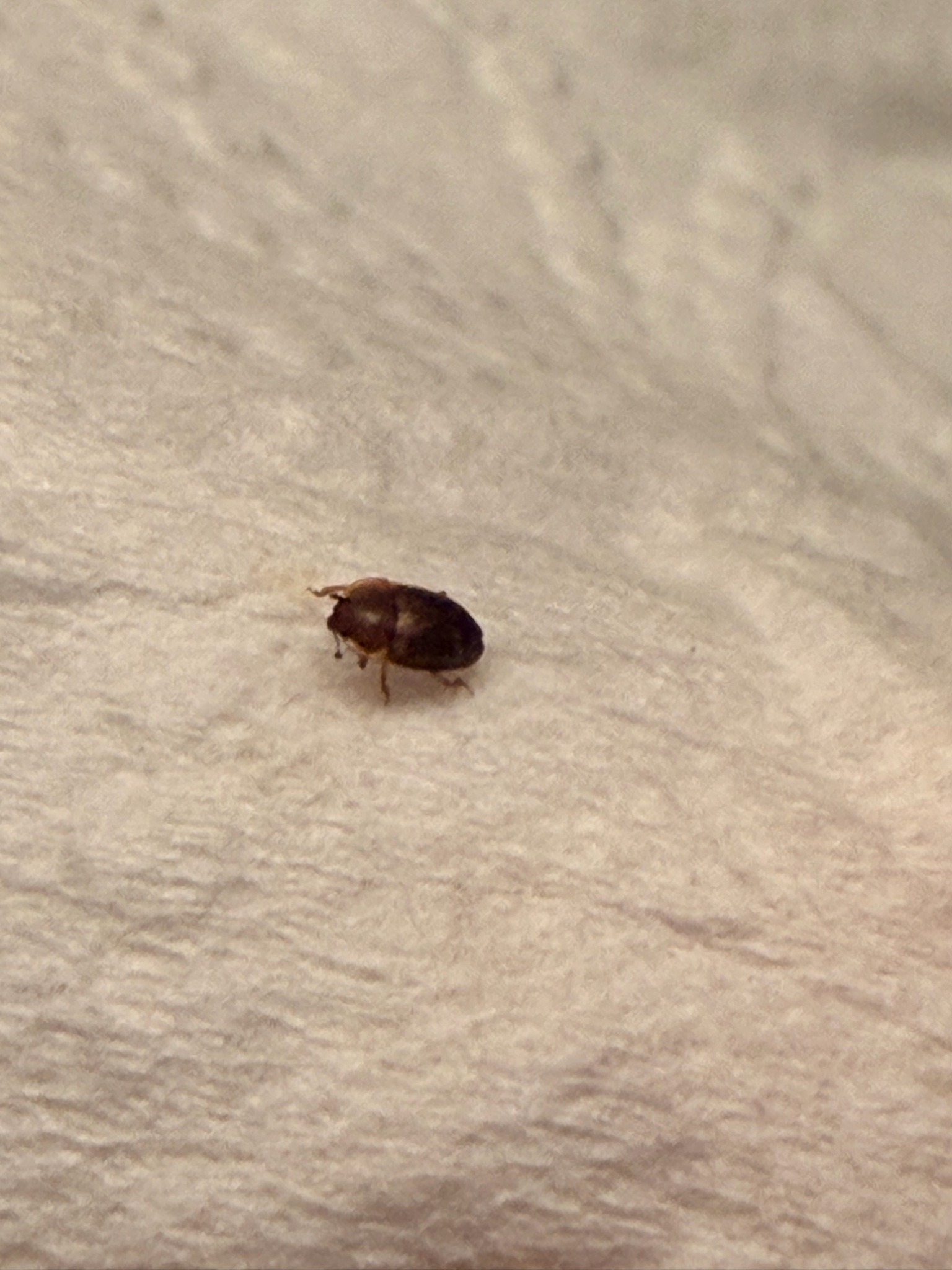 Black Carpet Beetle