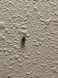 Black Vine Weevil