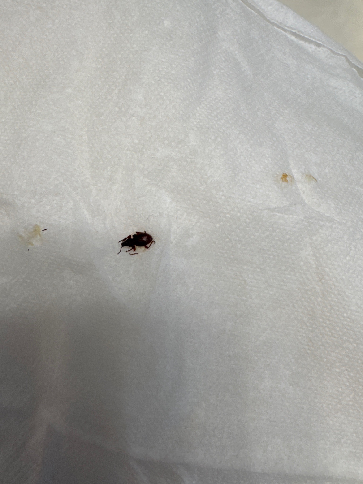 Black Vine Weevil