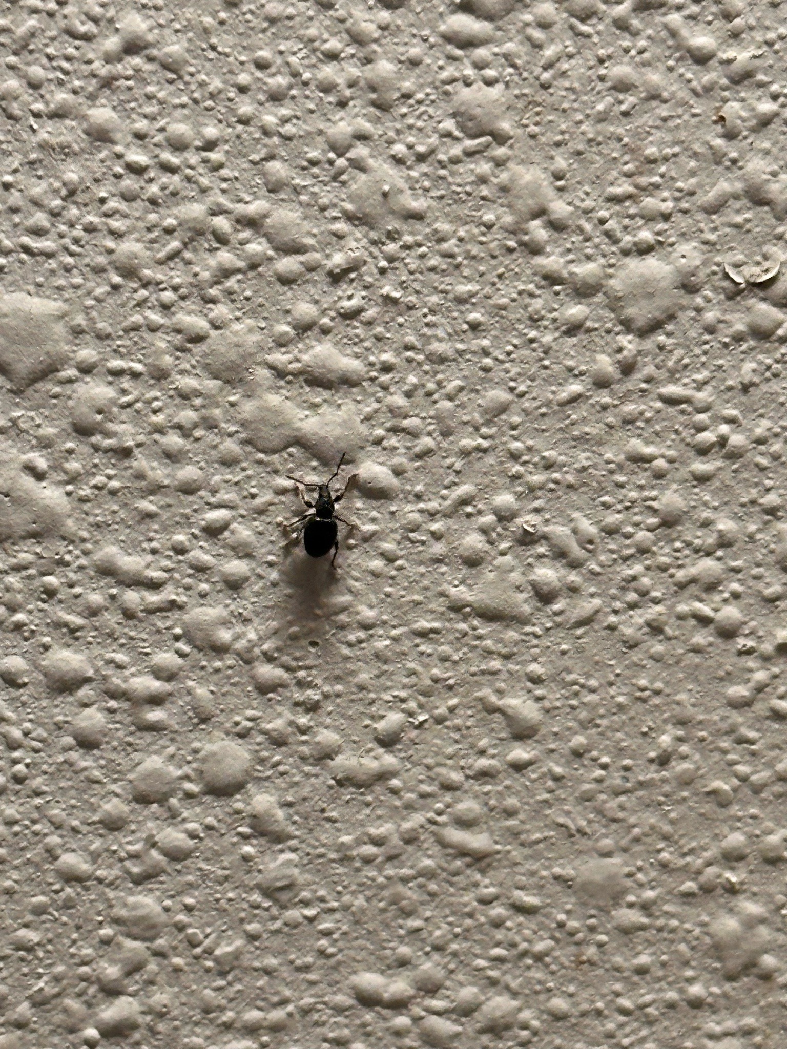Black Vine Weevil