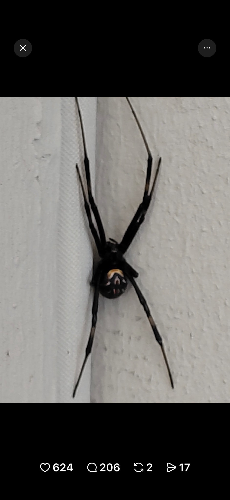 Black Widow Spider