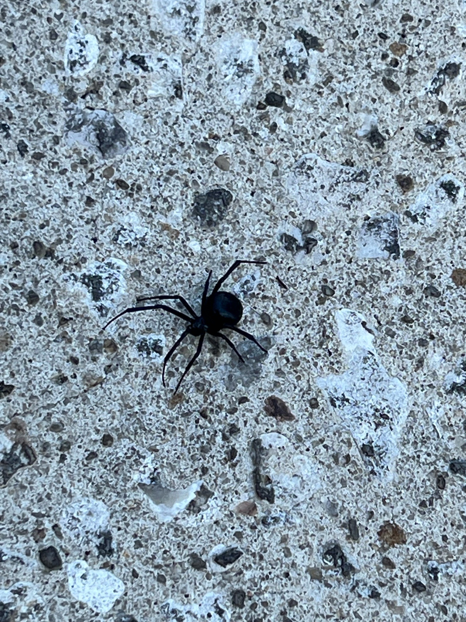 Black Widow Spider