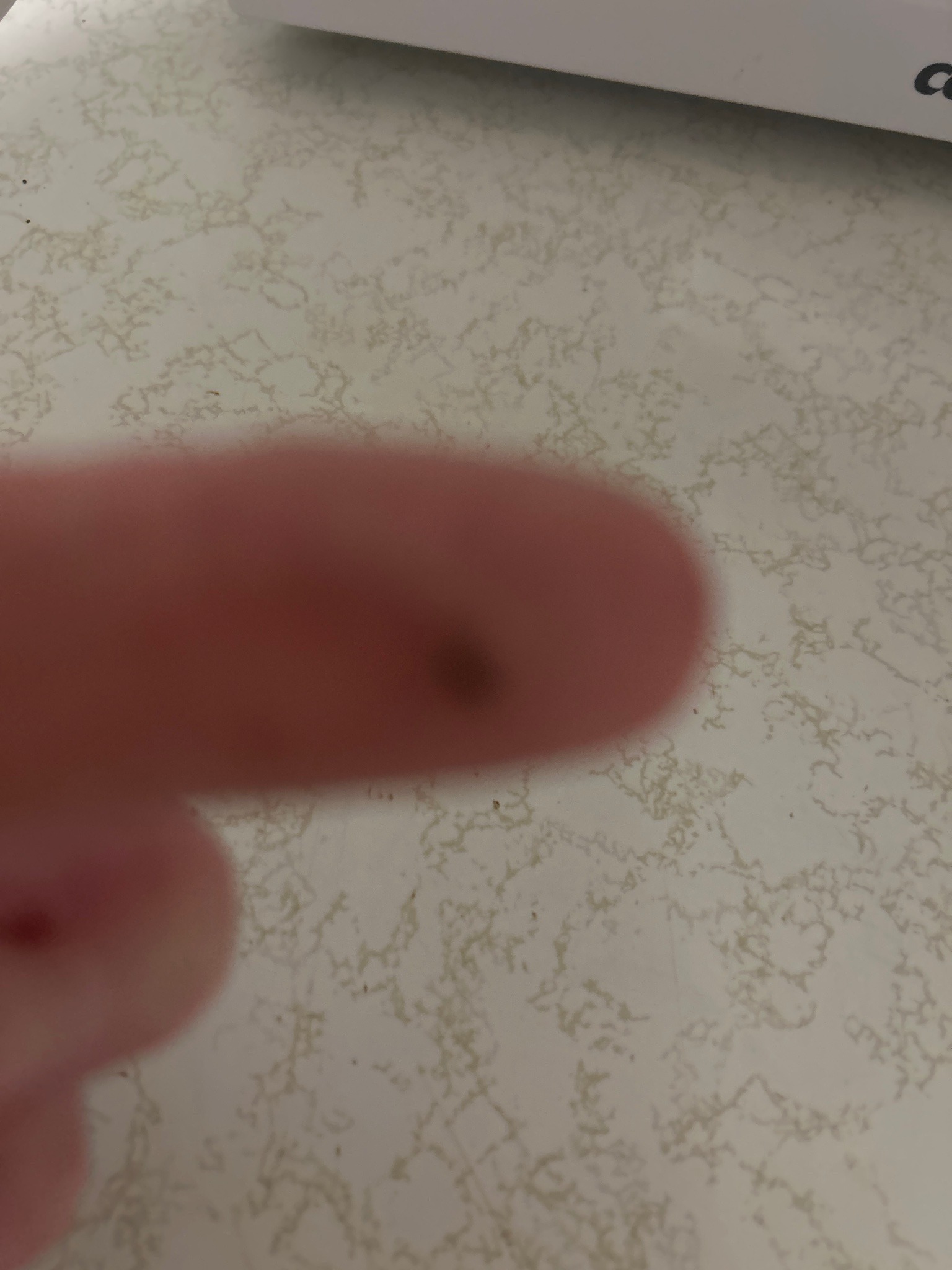 Blackberry Aphid (likely)