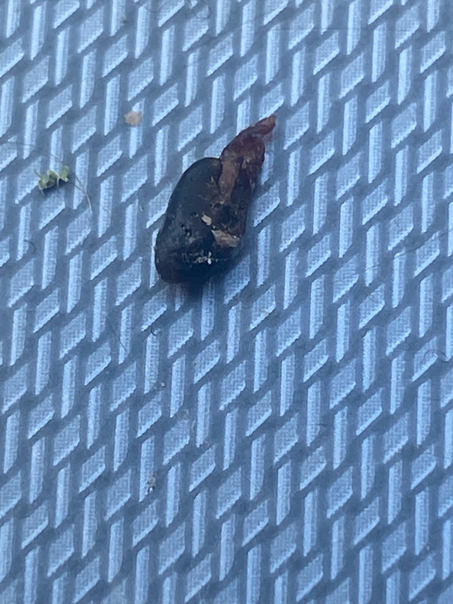 Blood-engorged Tick