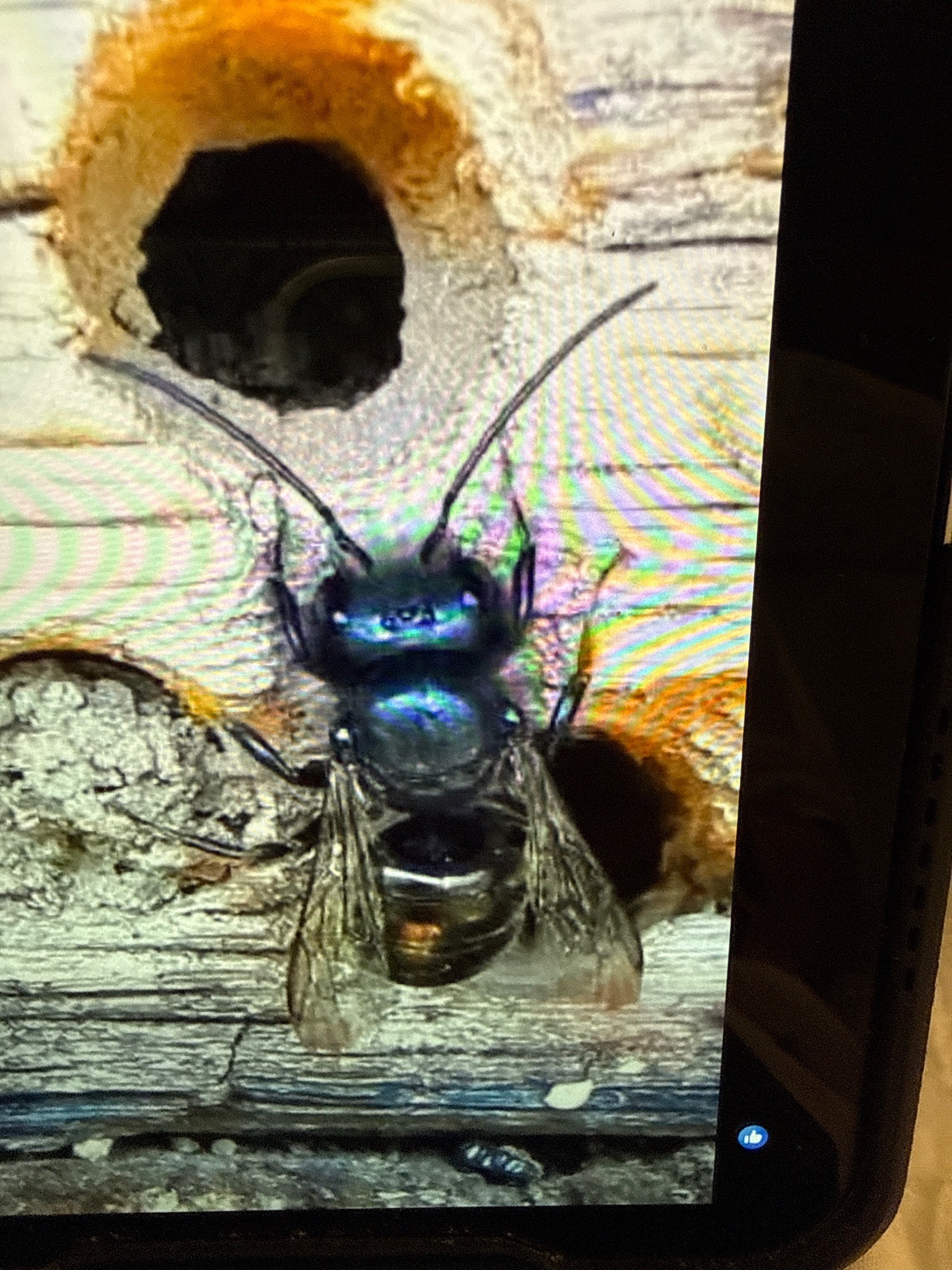 Blue-black carpenter bee