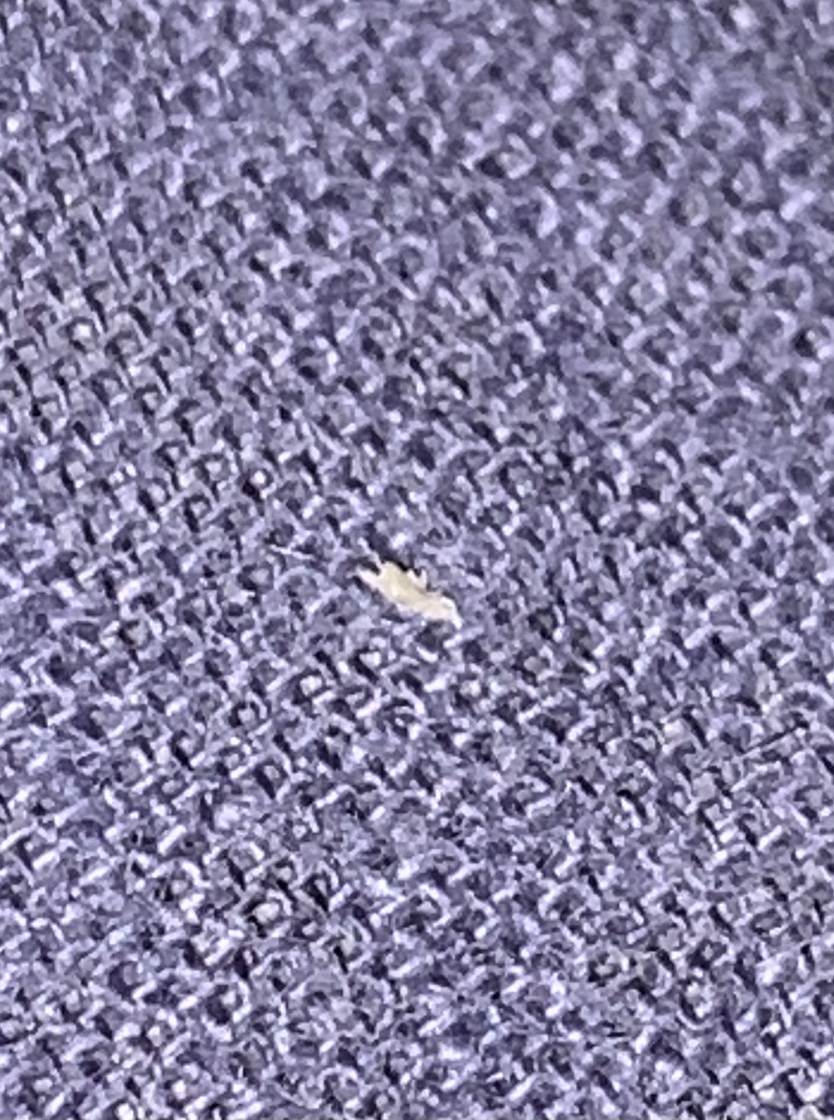 Body louse