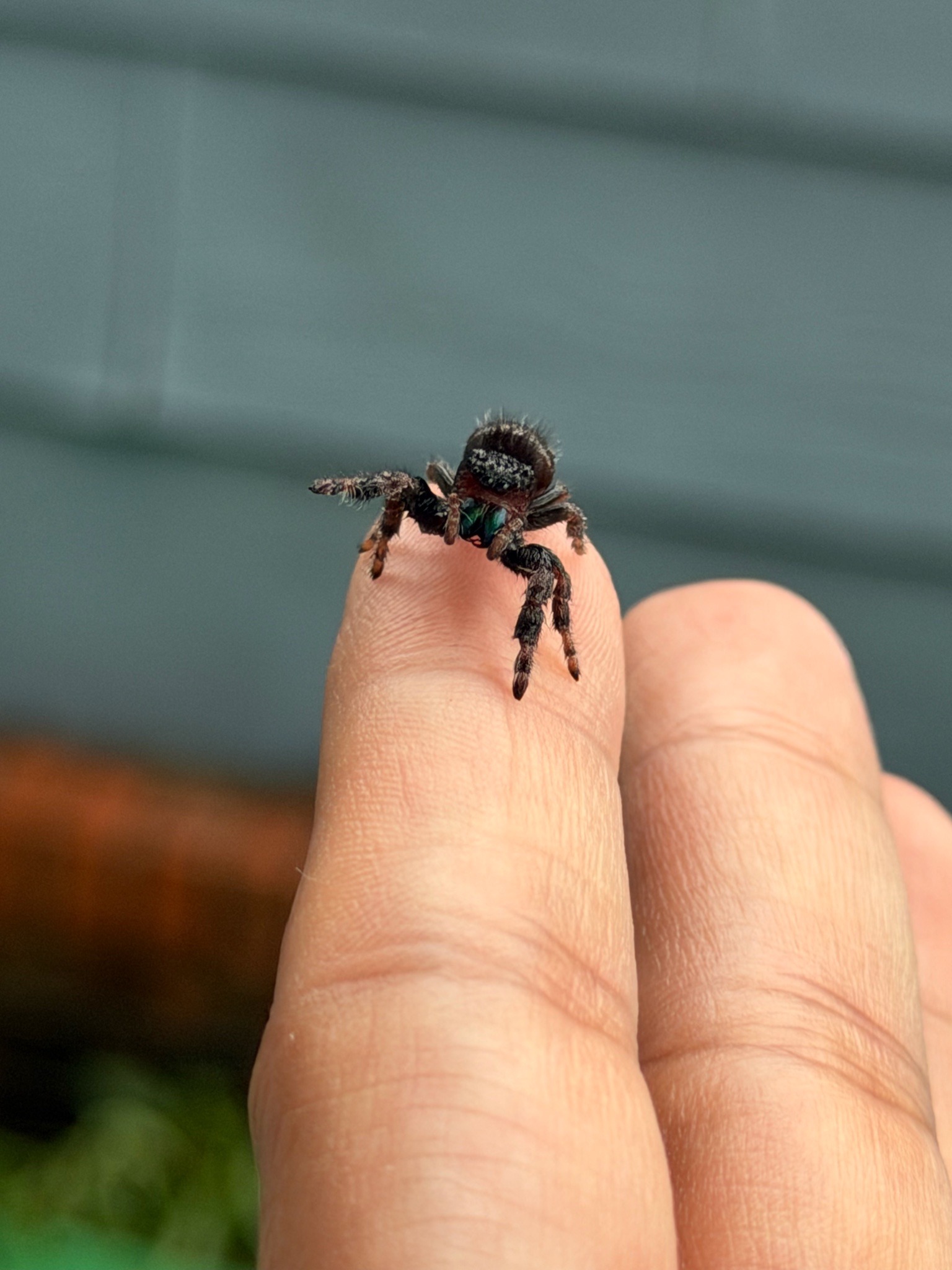 Bold jumping spider