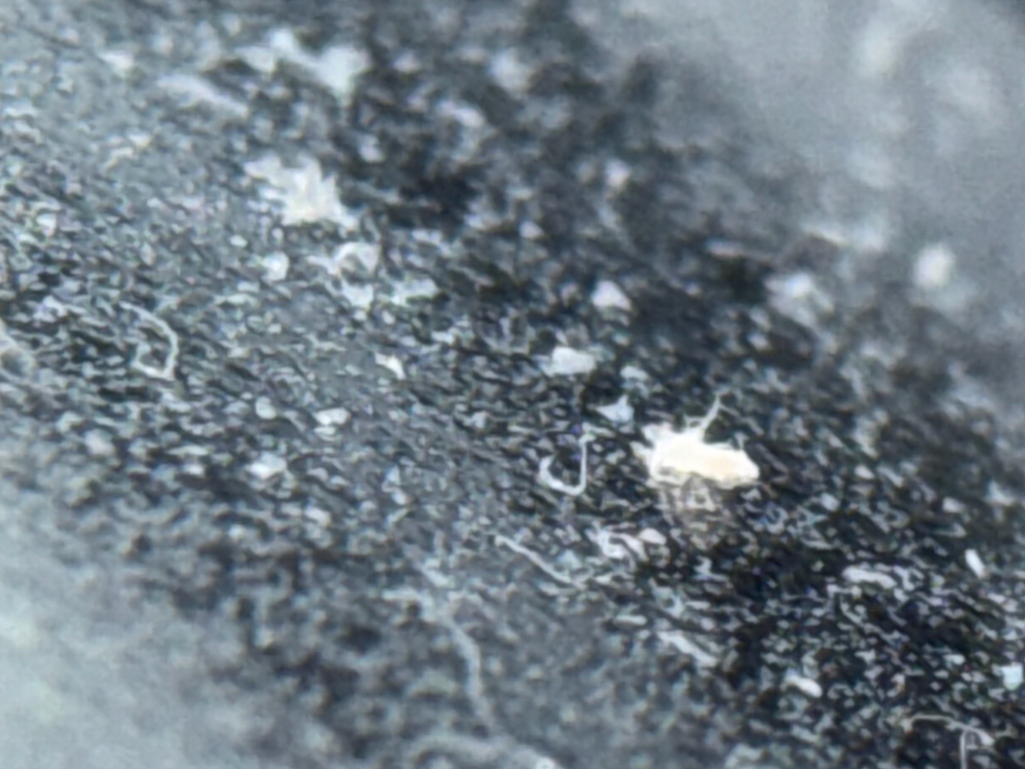 Booklouse