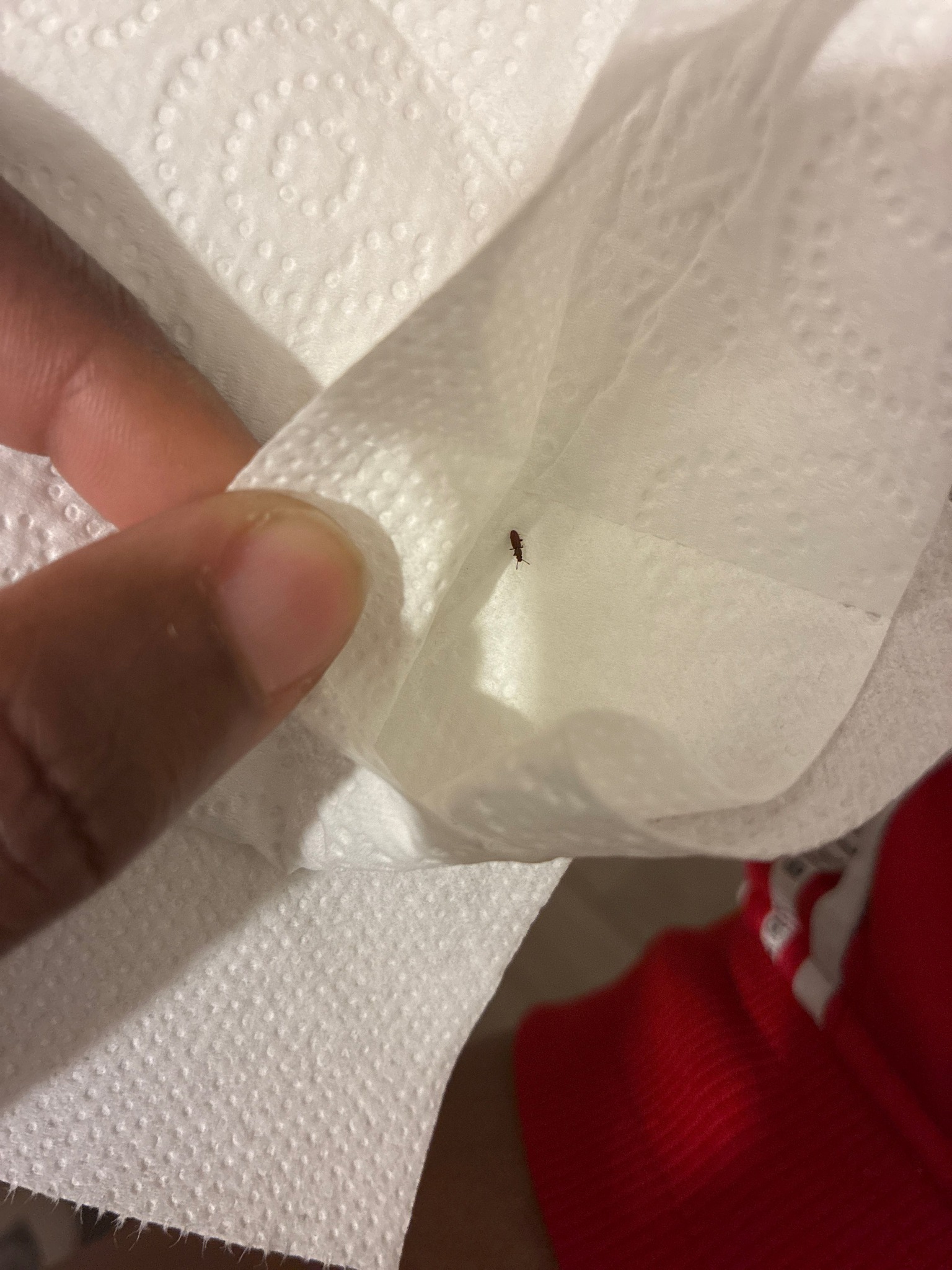 Booklouse