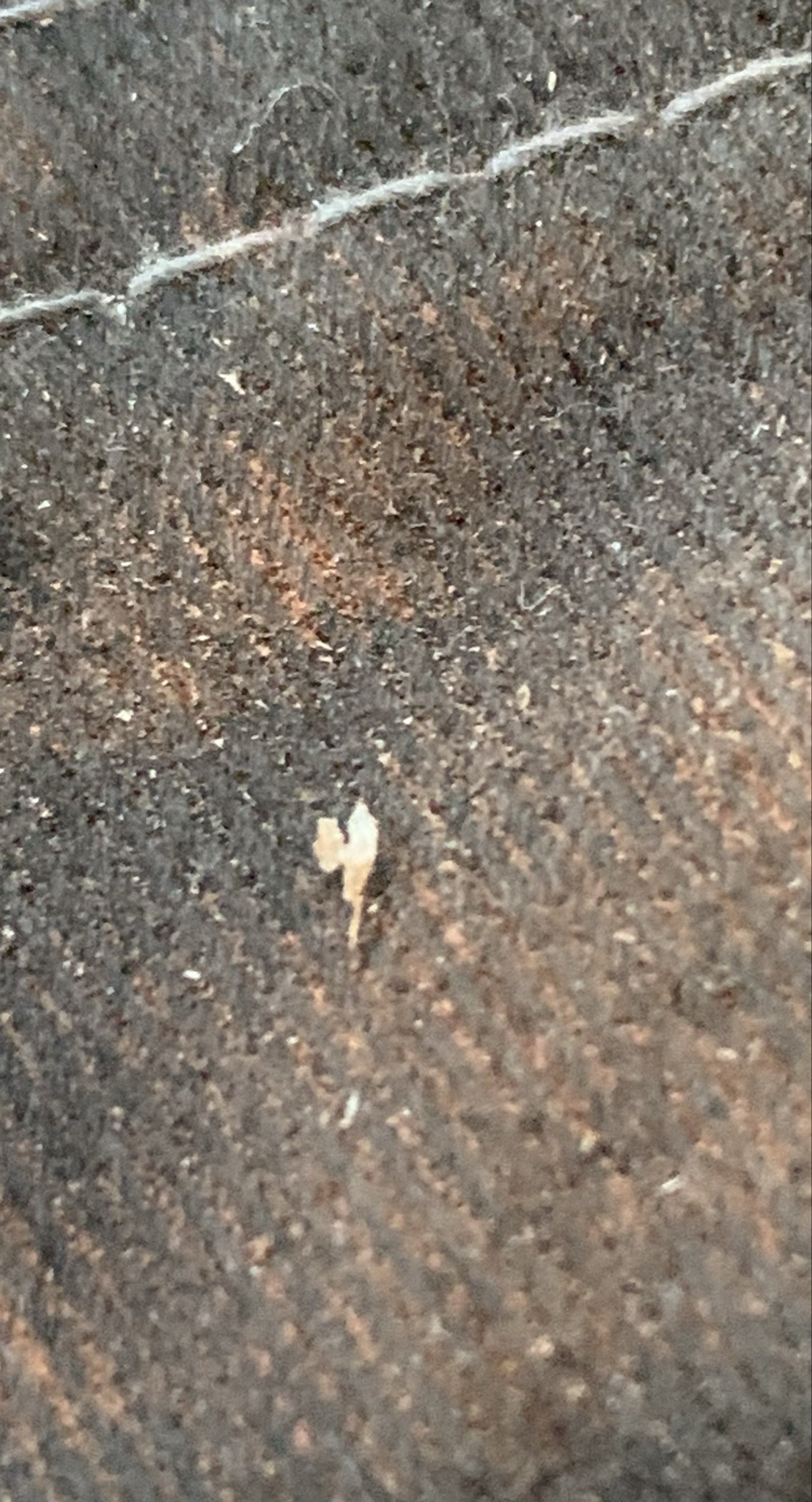 Booklouse
