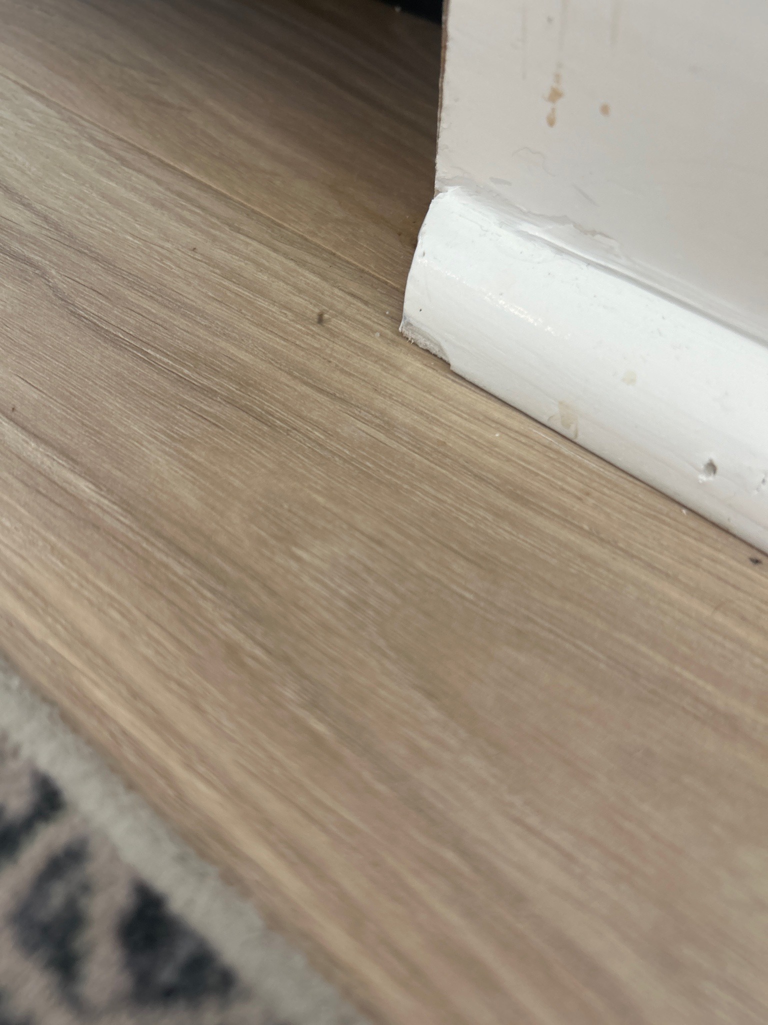 Booklouse