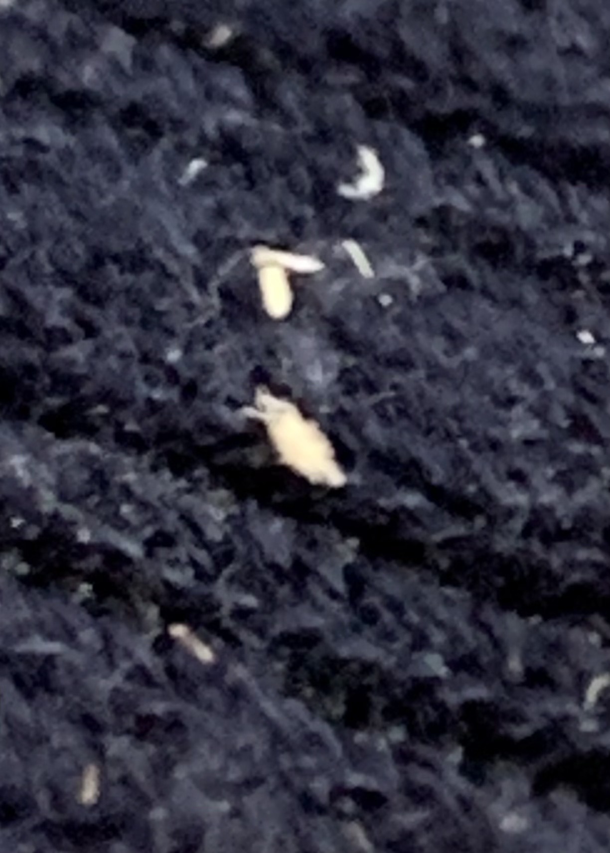 Booklouse (barklouse)